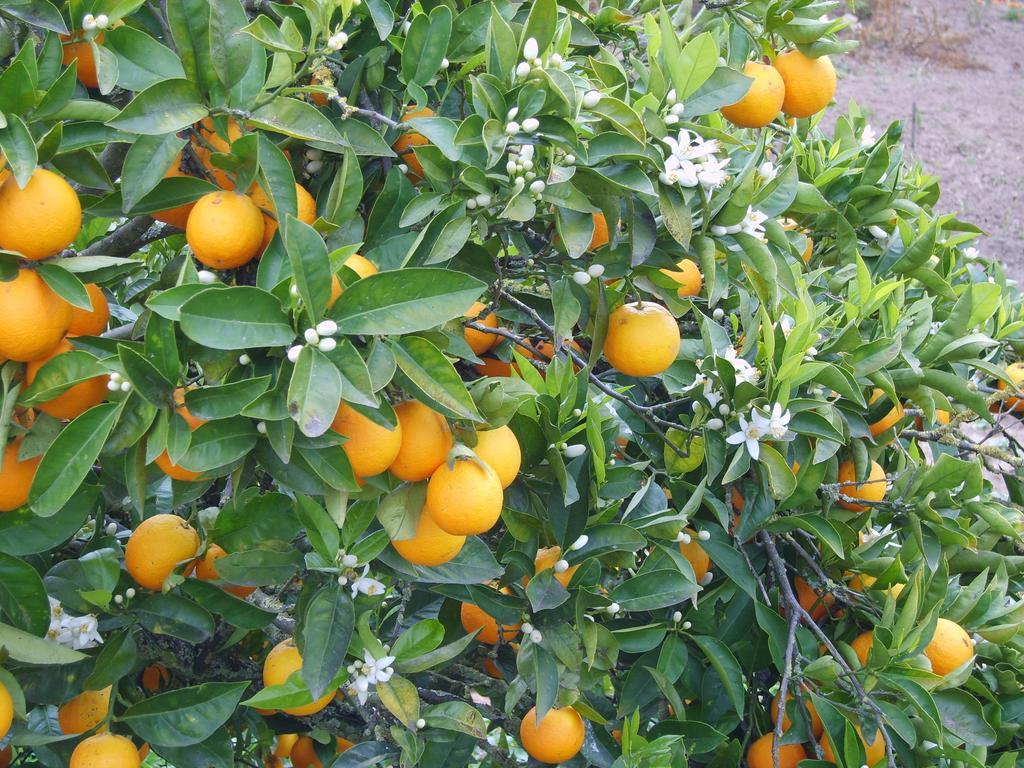 مبيت وإفطار Alfeizerão Quinta Da Vida Serena المظهر الخارجي الصورة